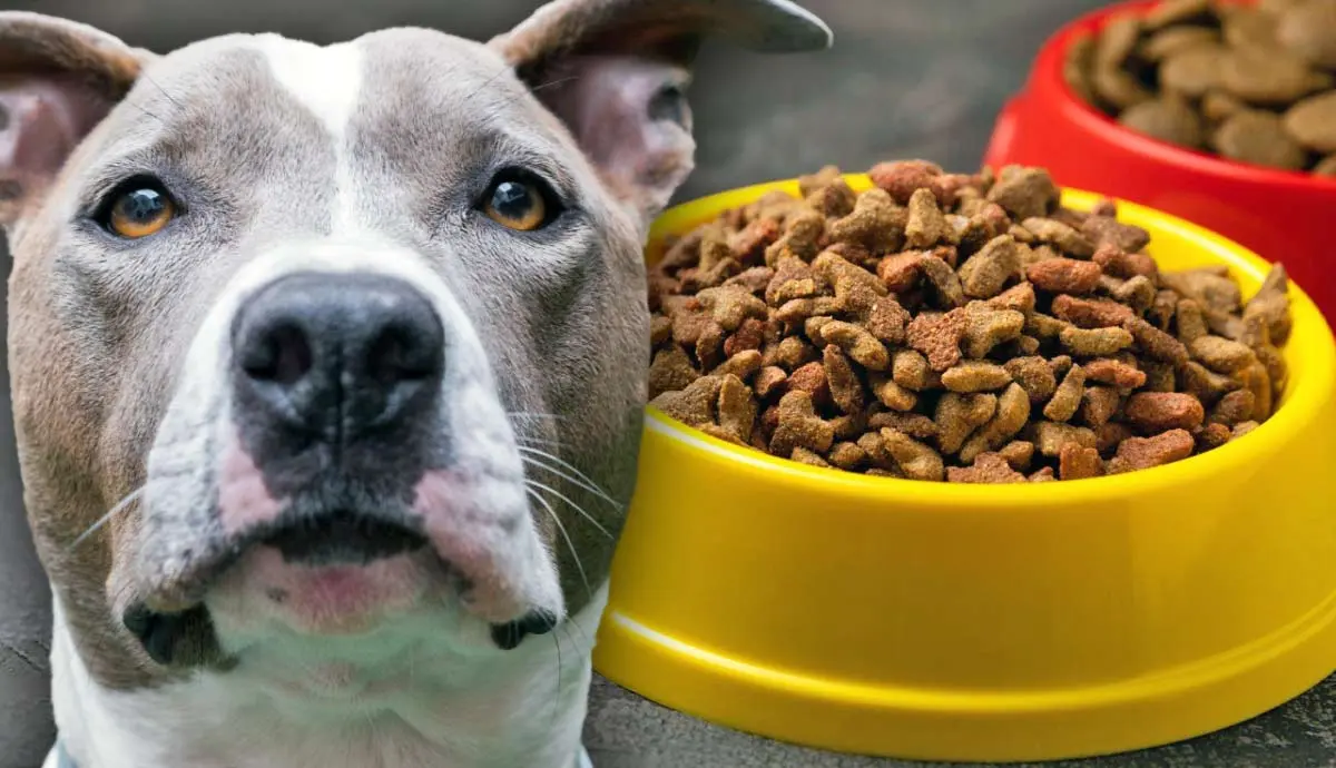 exercise and diet how to keep your pitbull healthy