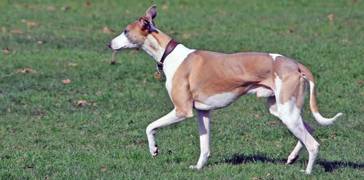Whippet Dog Walking on Grass