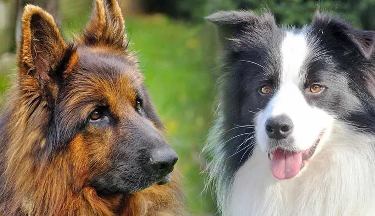 dog breeds that suffer the most from separation anxiety