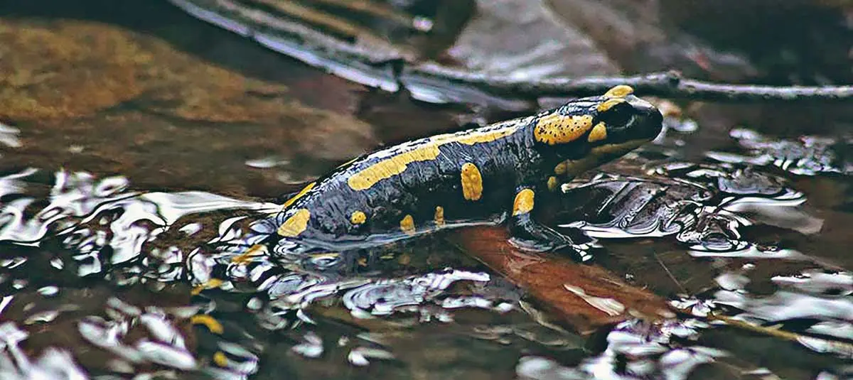 salamander water habitat