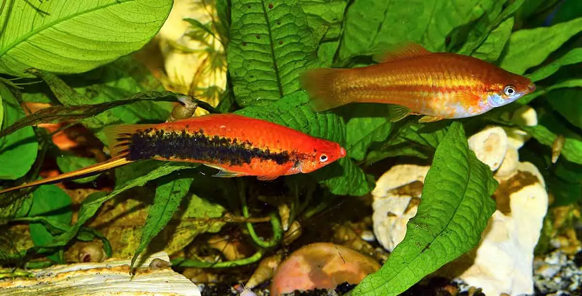 colorful fish couple