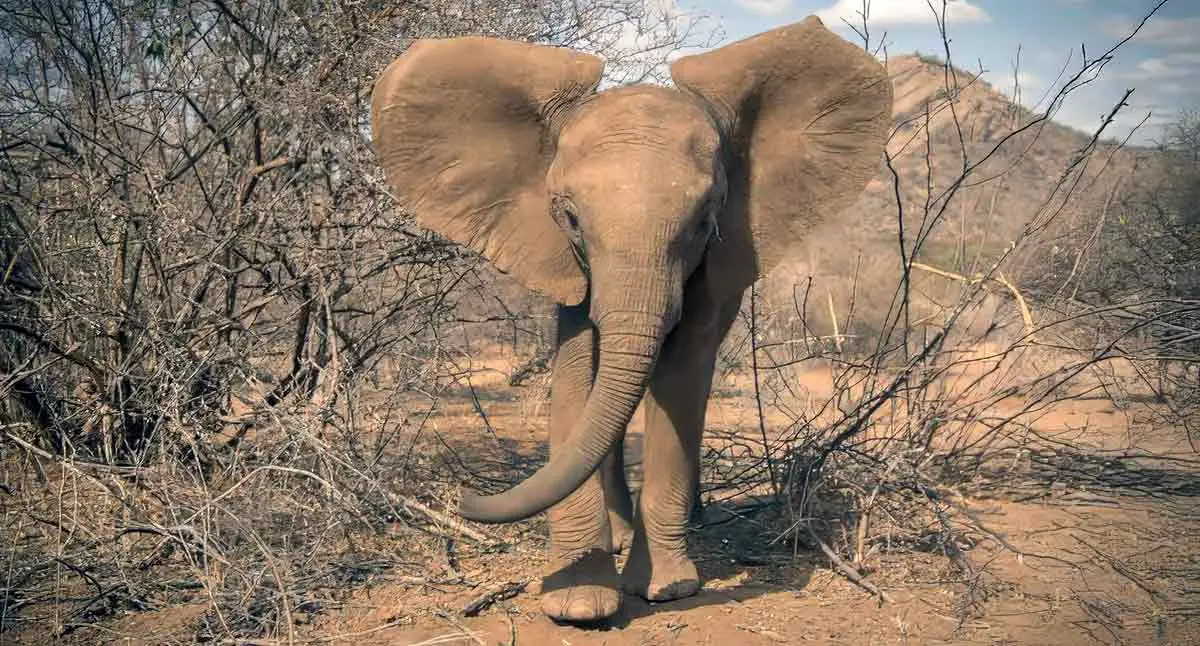 Young elephant bull kenya