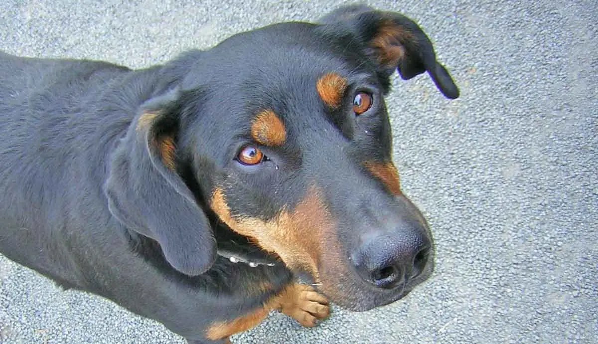 Happy beauceron