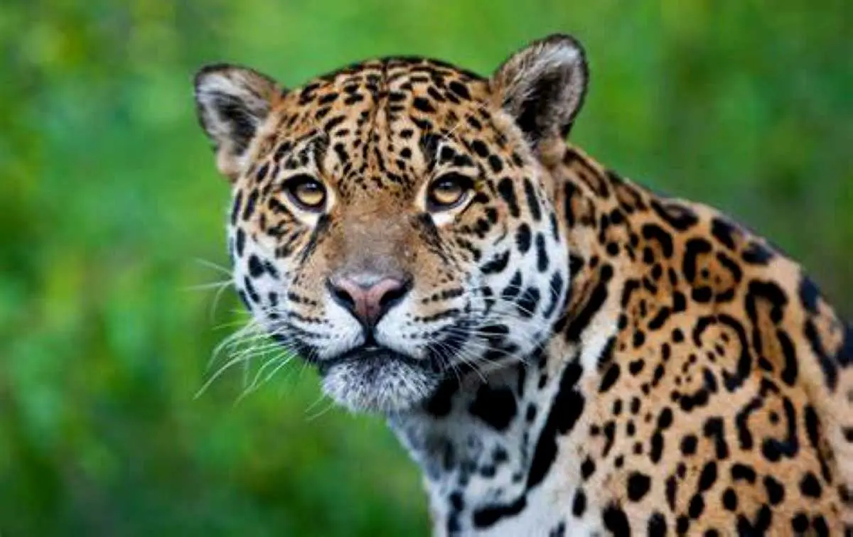 starring jaguar