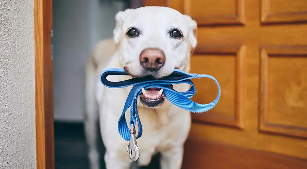 labrador leash in mouth