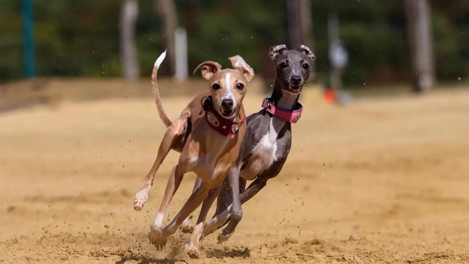 fast italian greyhounds pawsitive co