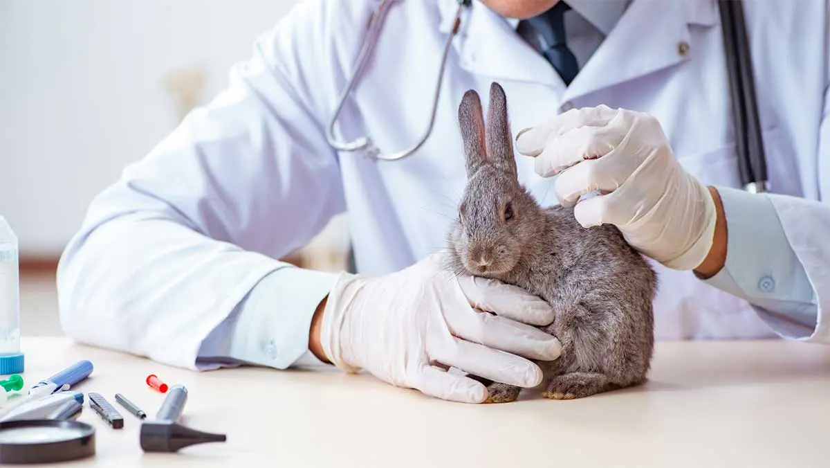 rabbit visiting vet