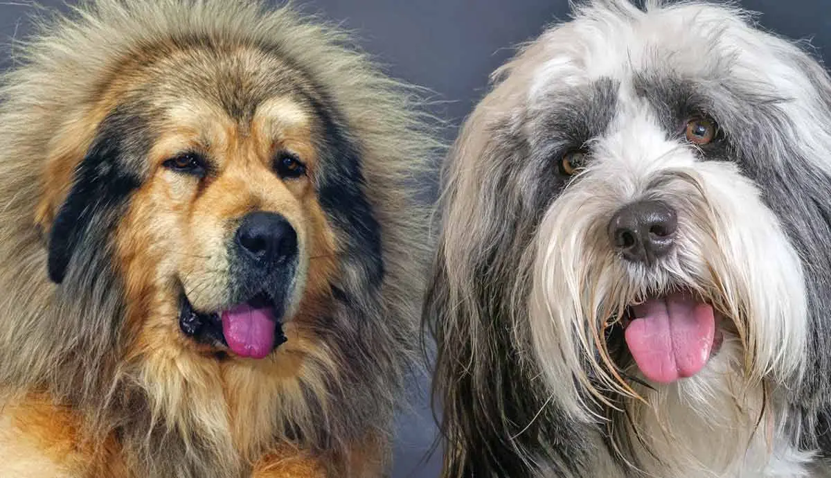 popular dog breeds from tibet