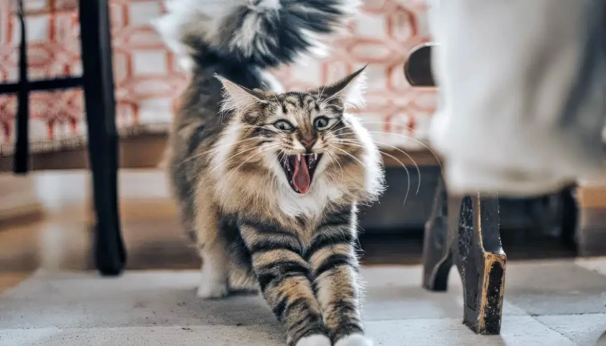 Norwegian forest cat stretching