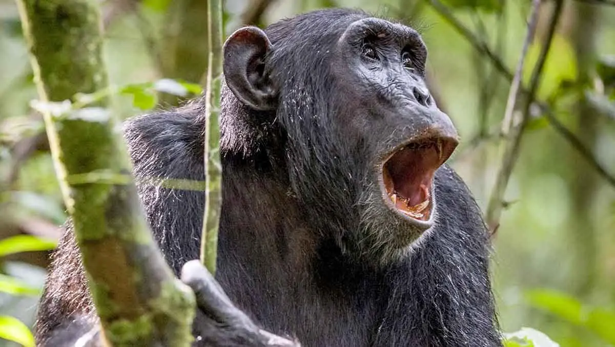 chimpanzee expressions