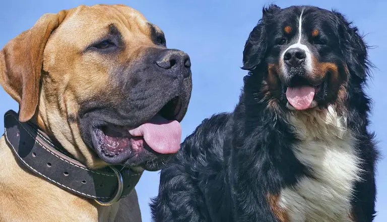 dog breeds with shortest lifespans