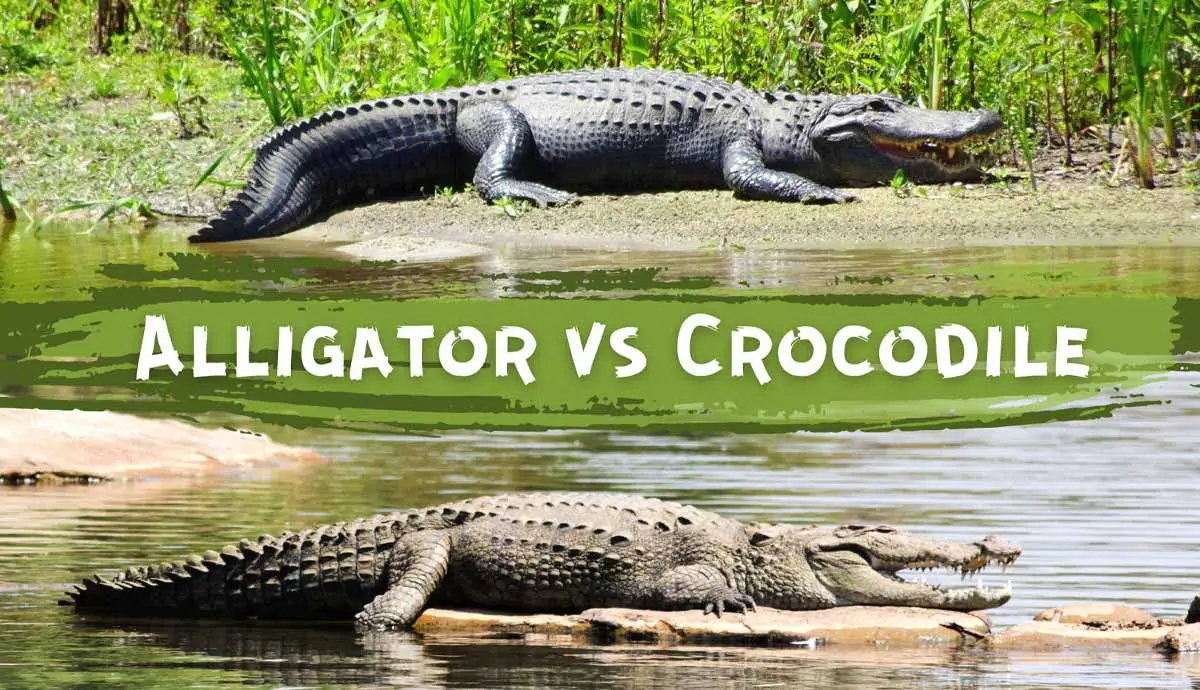 Crocodile vs. Alligators: spotting the differences