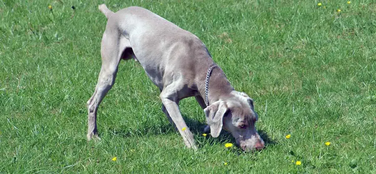 weimaraner dog sniffing grass