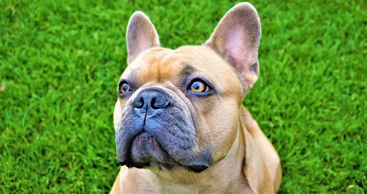 french bulldog with brown eyes sitting on grass