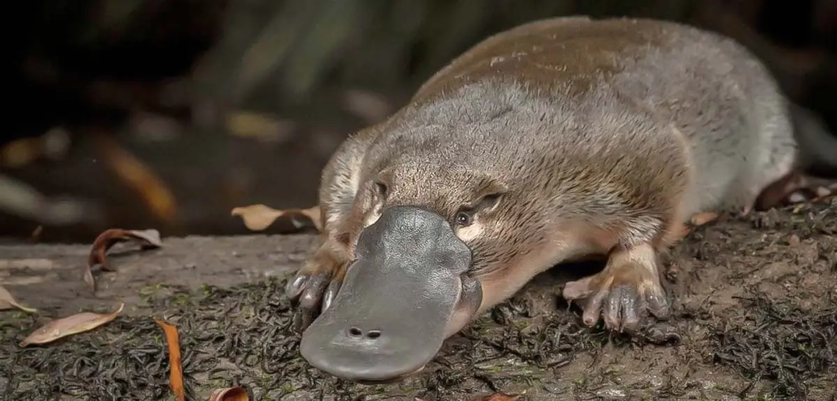 platypus on wood