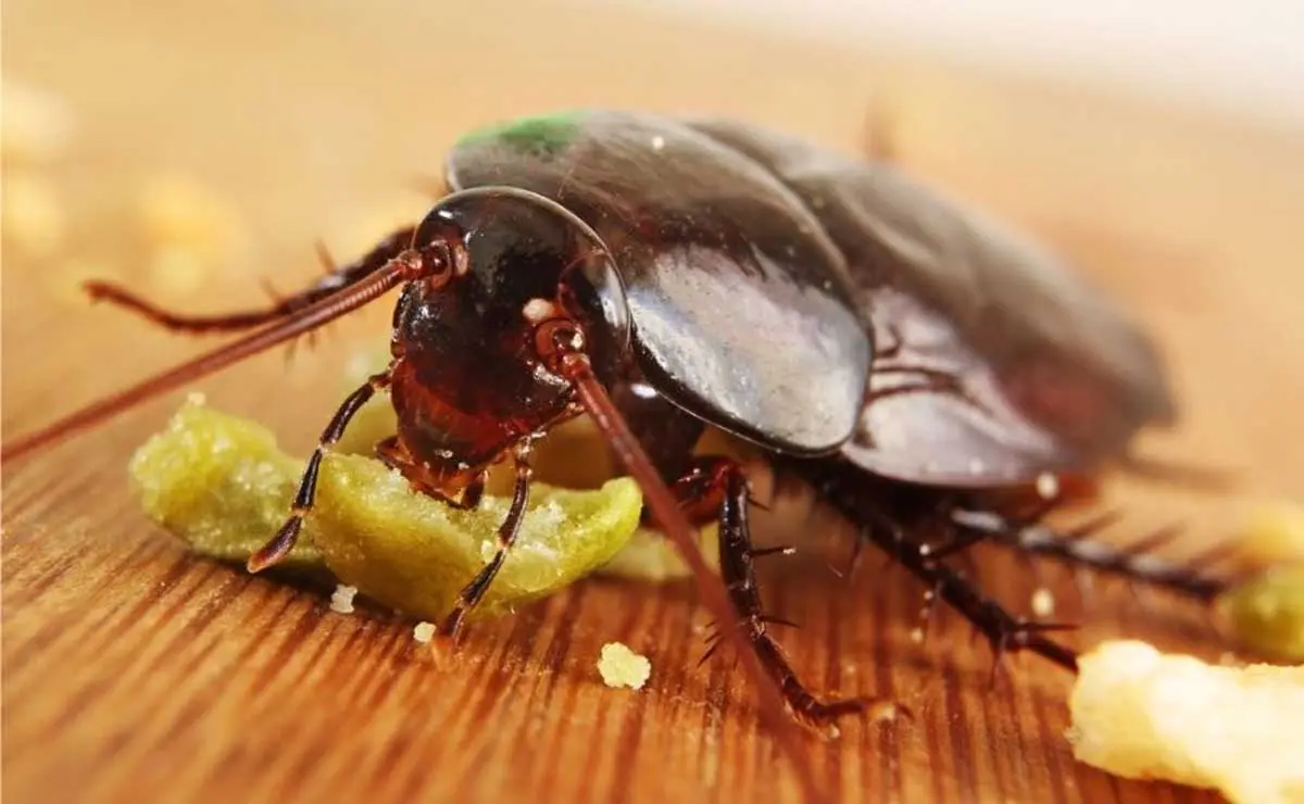 big brown cockroach eating crumbs
