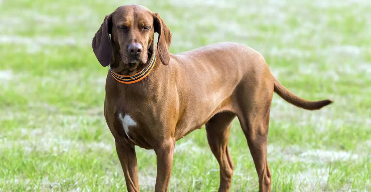 redbone coonhound staring at camera