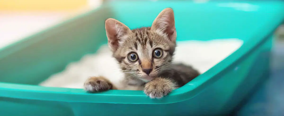 kitten litter box