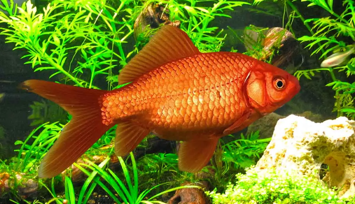 low maintenance aquatic plants to transform your fish plants