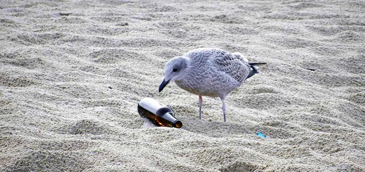 seagull at beach with rubbish