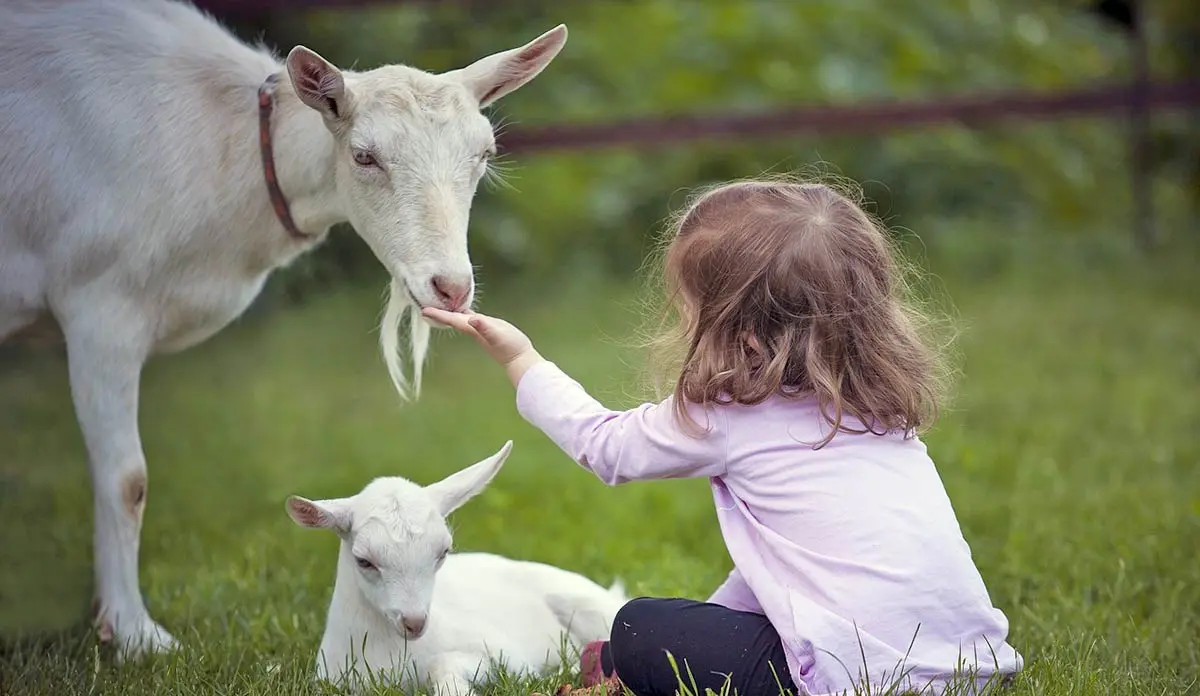 goat kid child outdoors