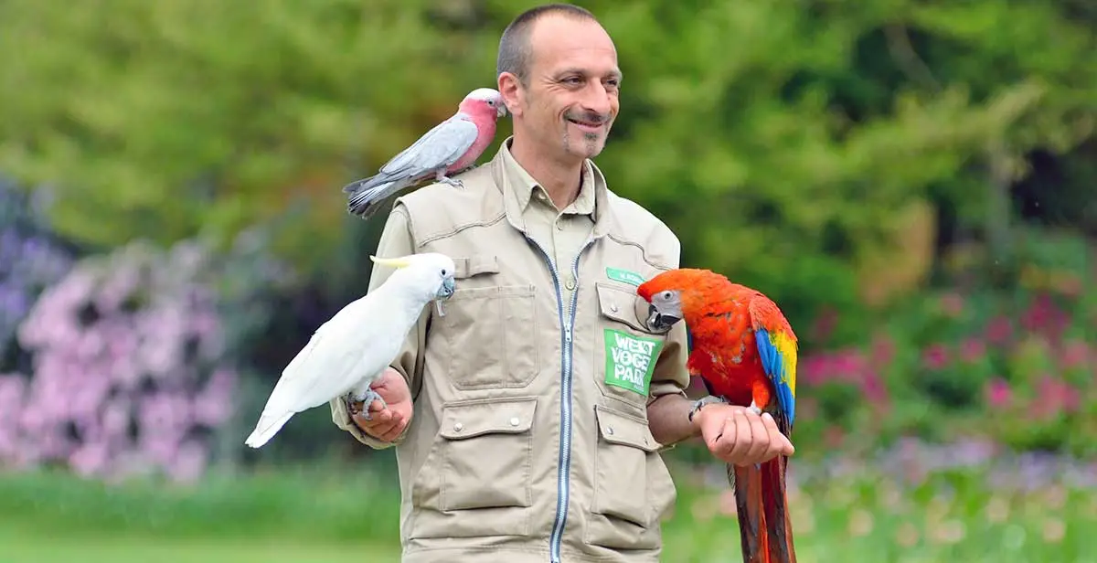 bird trainer holding macaw cockatiel
