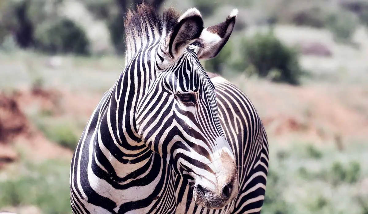 grevys zebra