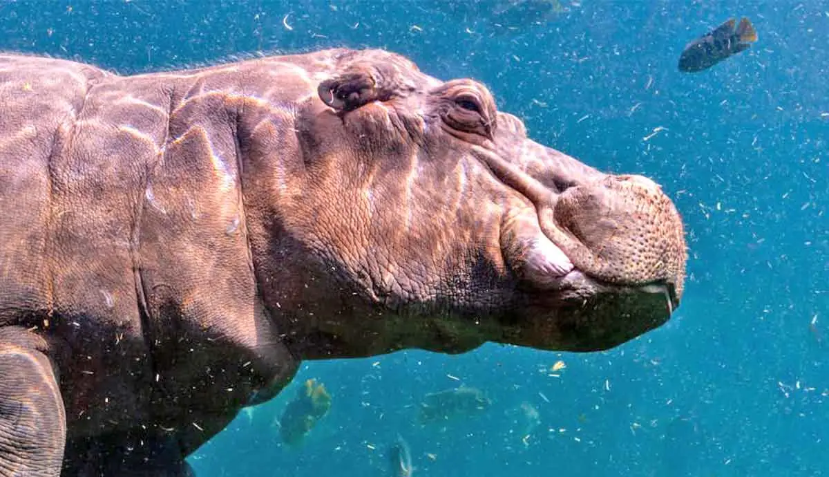 can hippos breather underwater