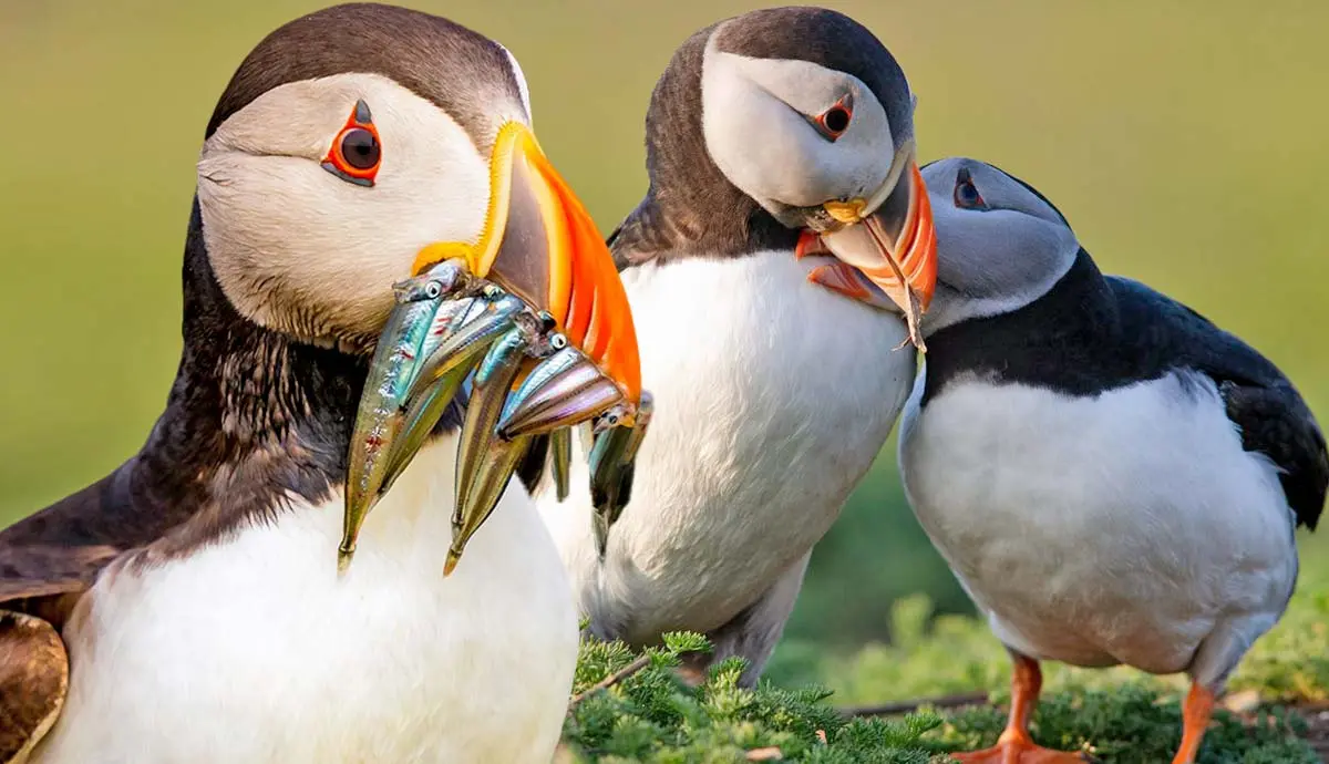 things you did not know about the puffin