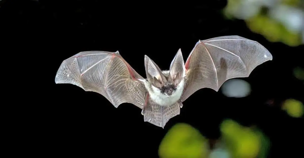 Kittis Hog Nosed Bat