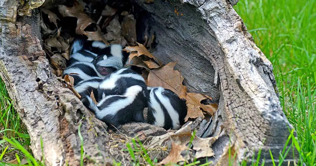 litter of young striped skunks in tree stump