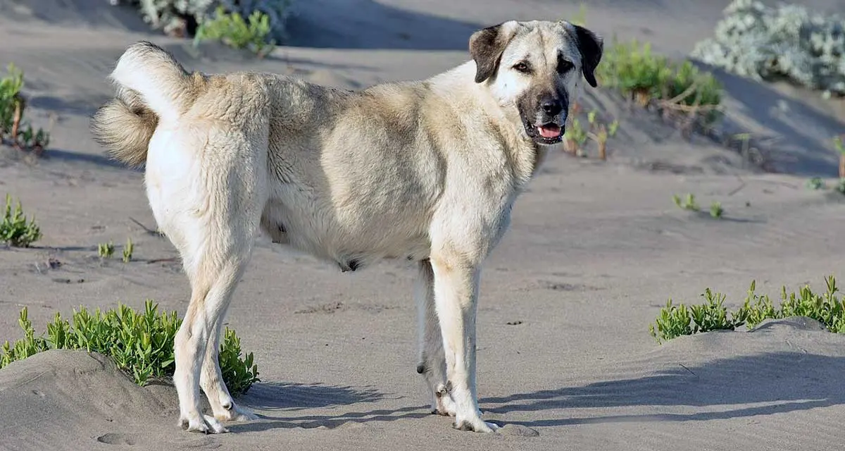 anatolian shepherd dog dunes female
