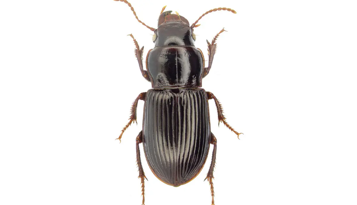 a three segmented black bug