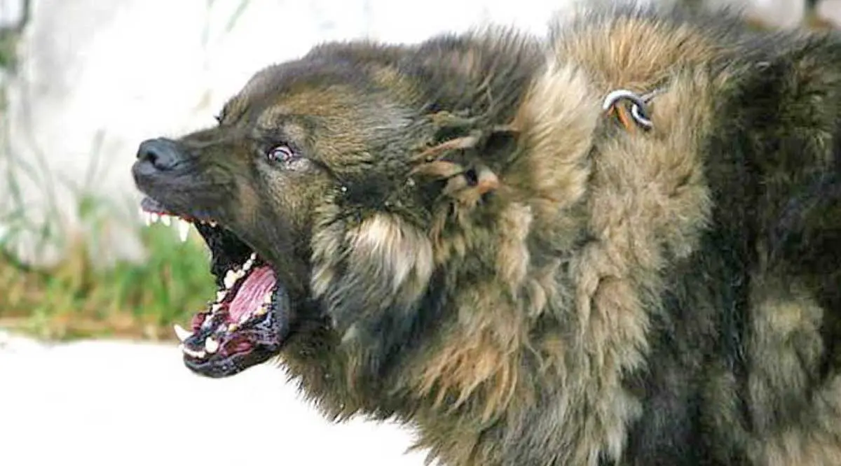 russian prison dog caucasian shepherd growling