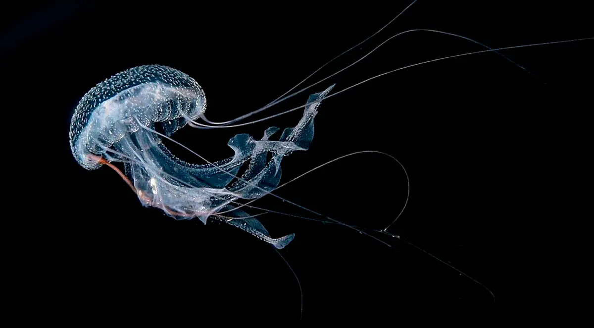 immortal jellyfish swimming in ocean