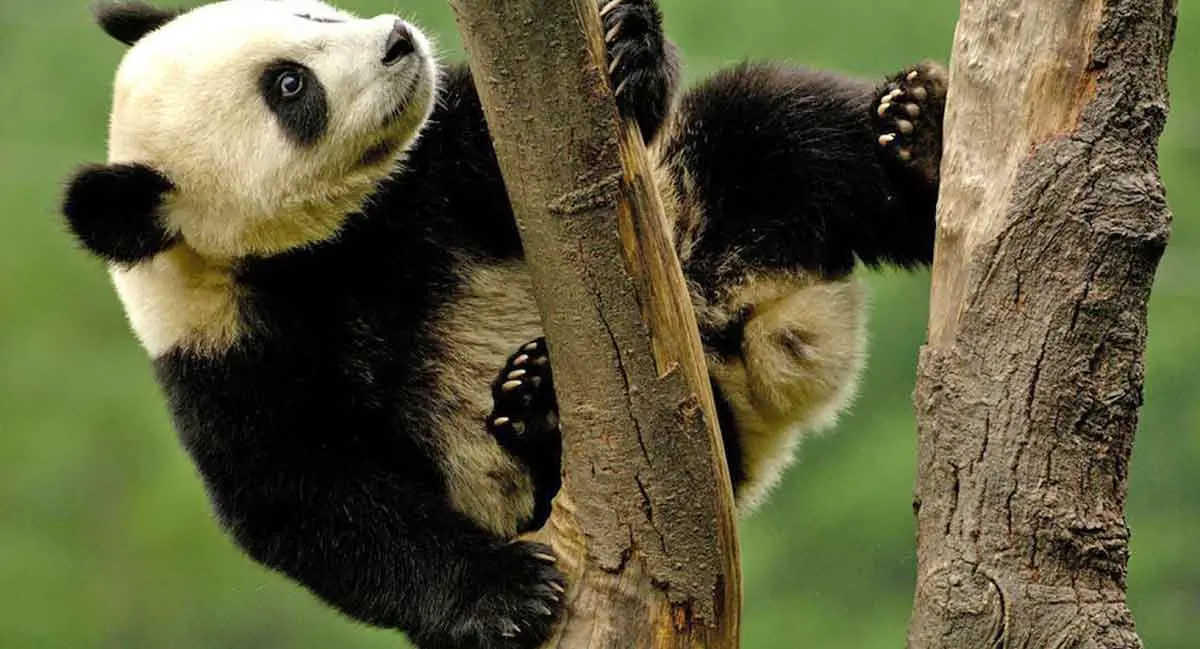 panda climbing