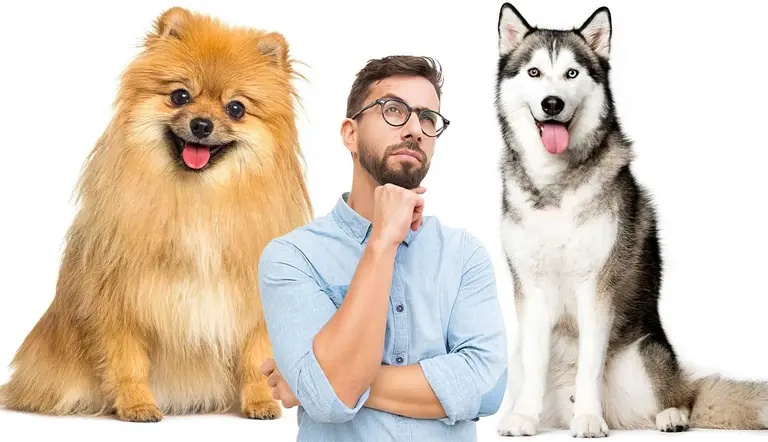 what to know about spitz breed dogs