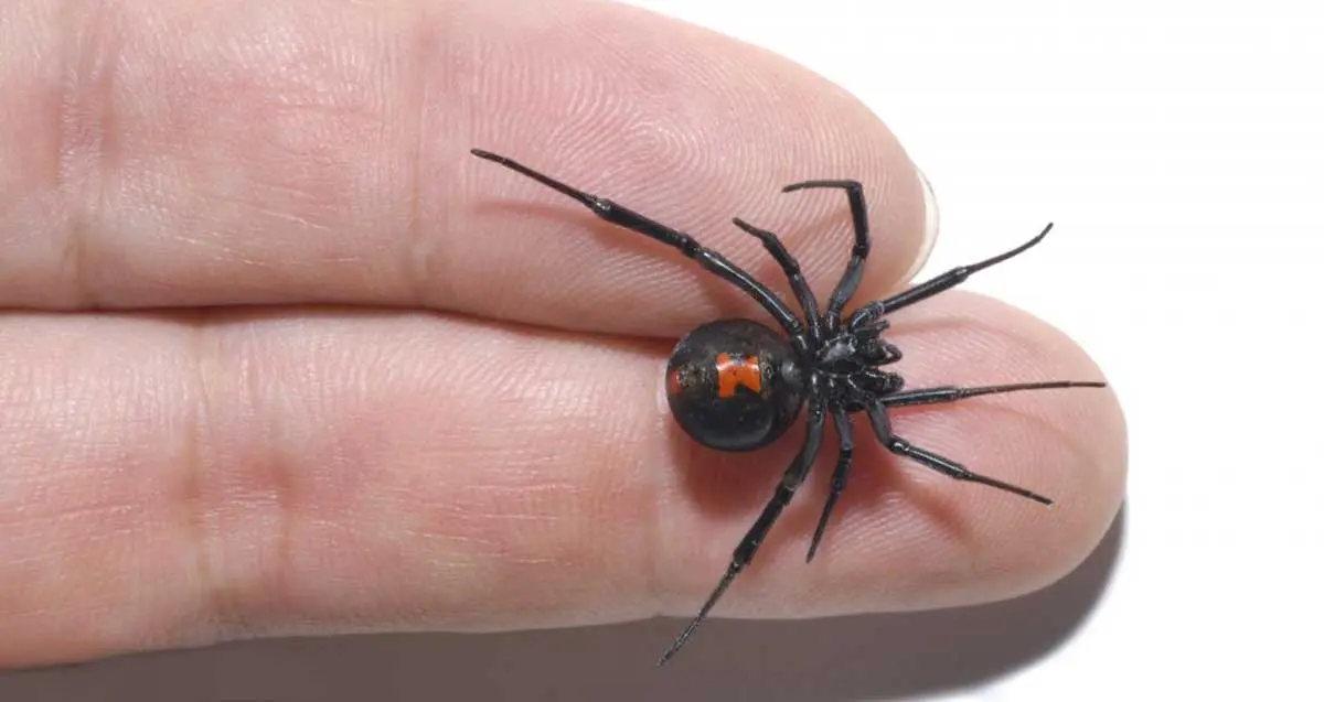 black widow spider venomous bite