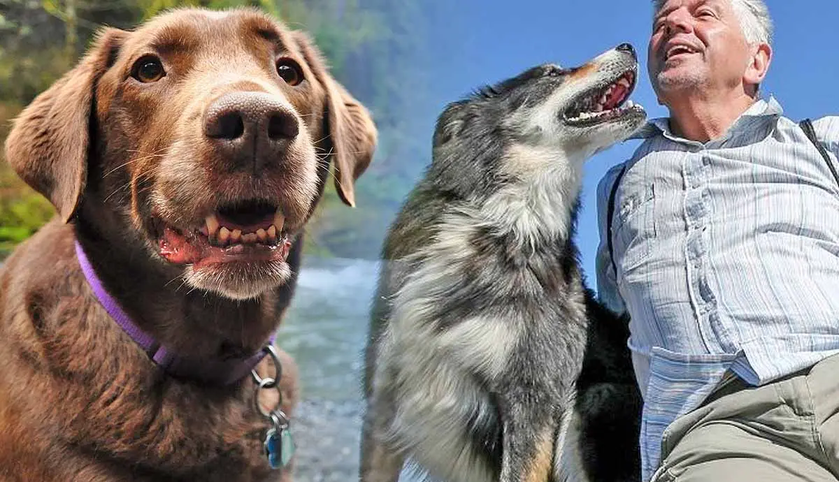 guide to hiking with your dog