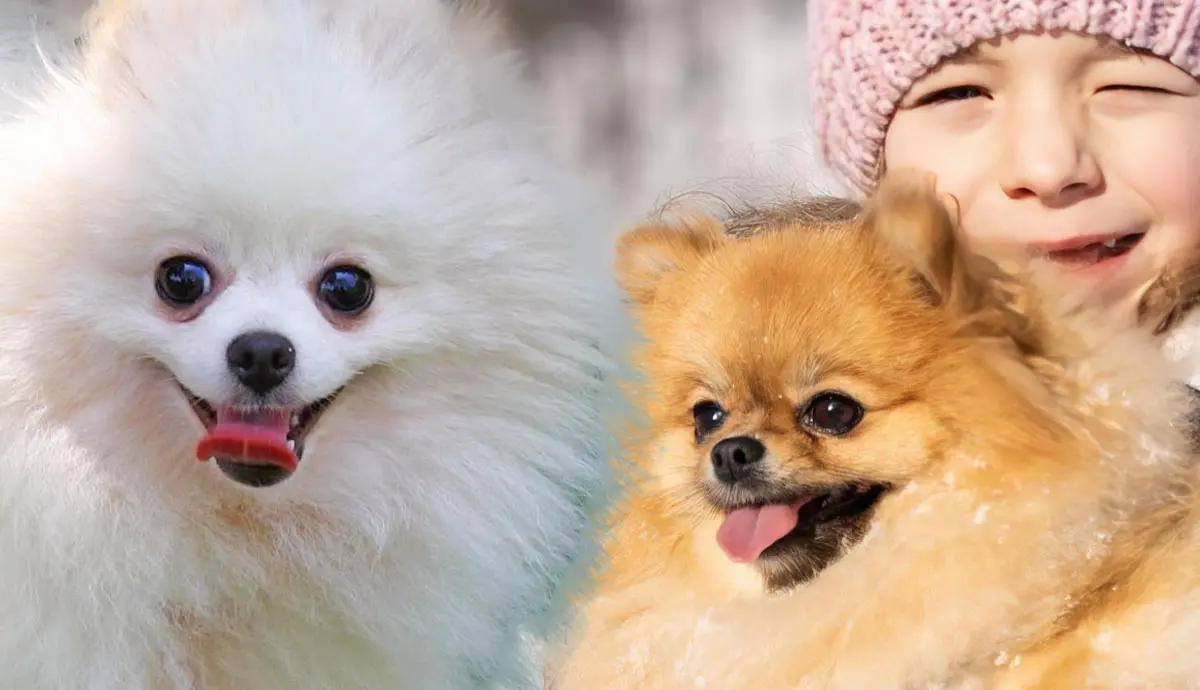 are pomeranians good with children and other pets