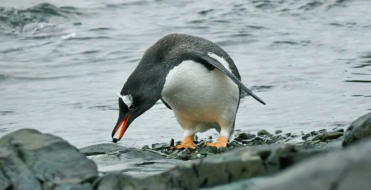 gentoo penguin picking up a pebble
