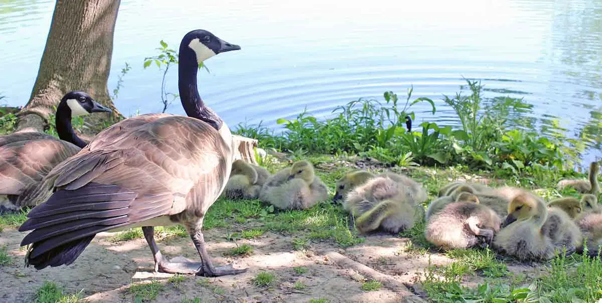 adult geese goslings water