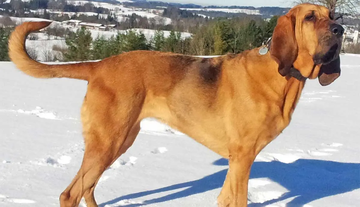 photo of a grown male bloodhound