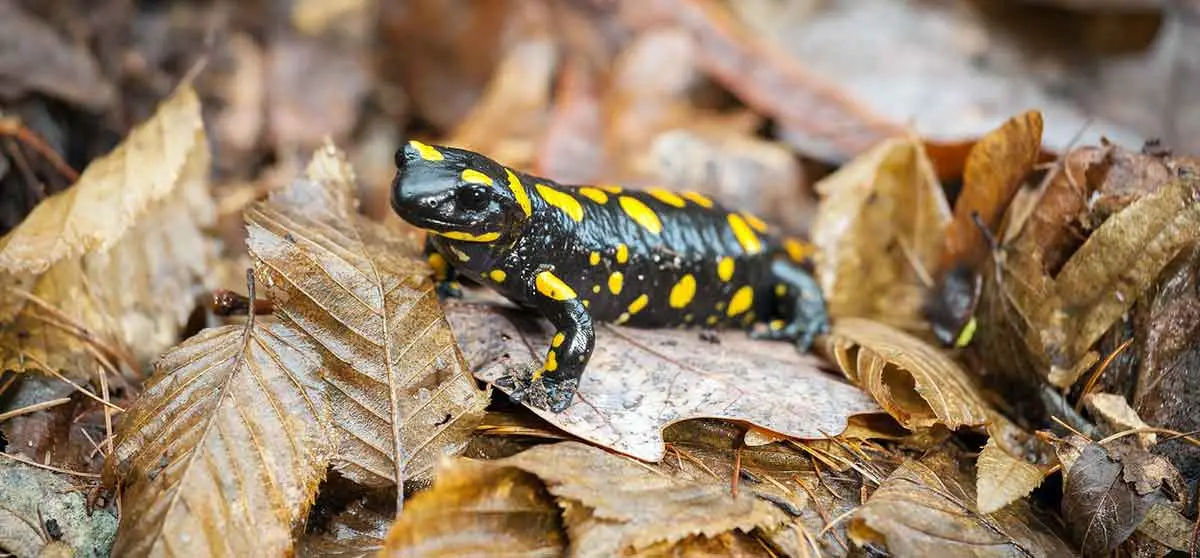 fire salamander on leaves