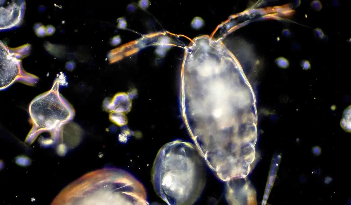 microscopic image of plankton