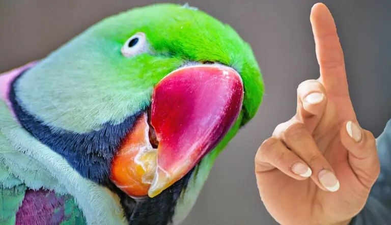 simple tricks teaching your parrot how to talk