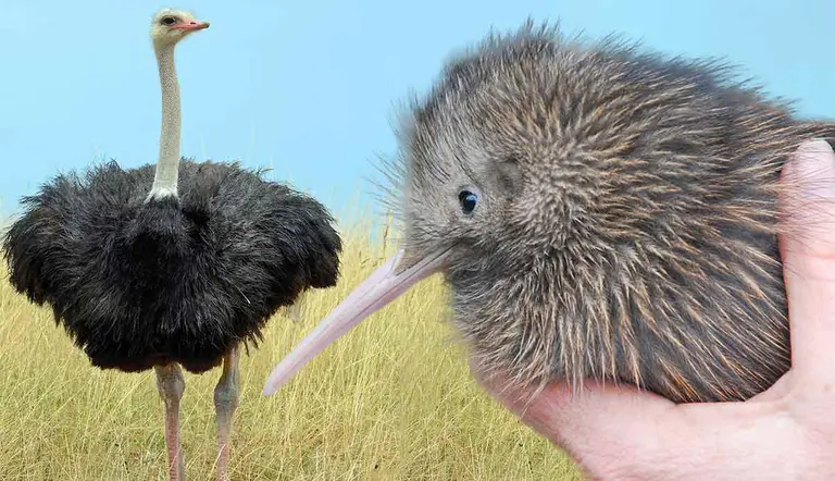 why are some birds flightless
