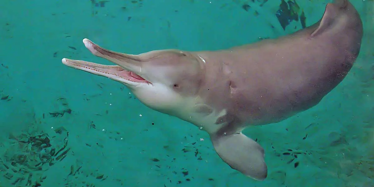 baiji long nosed dolphin