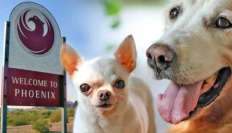 pet friendly places to take your dog in phoenix