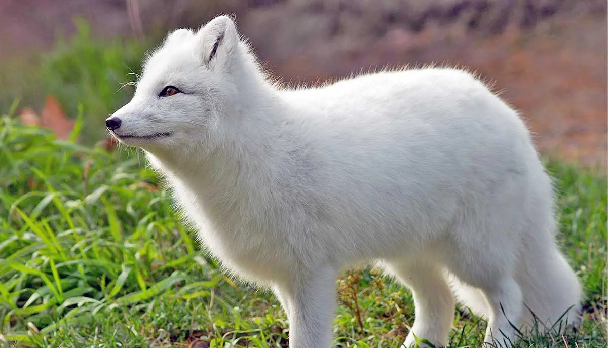 artic fox countryside